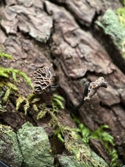 Micromphale arbuticola