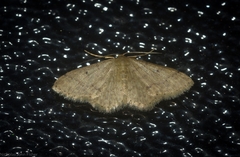 Idaea pilosata