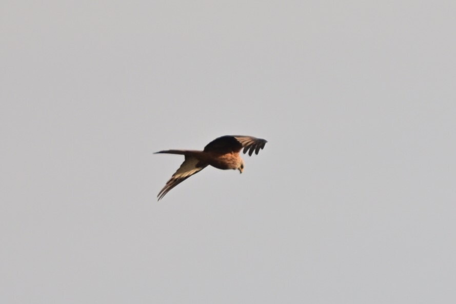 Red Kite (Milvus milvus), photo 10