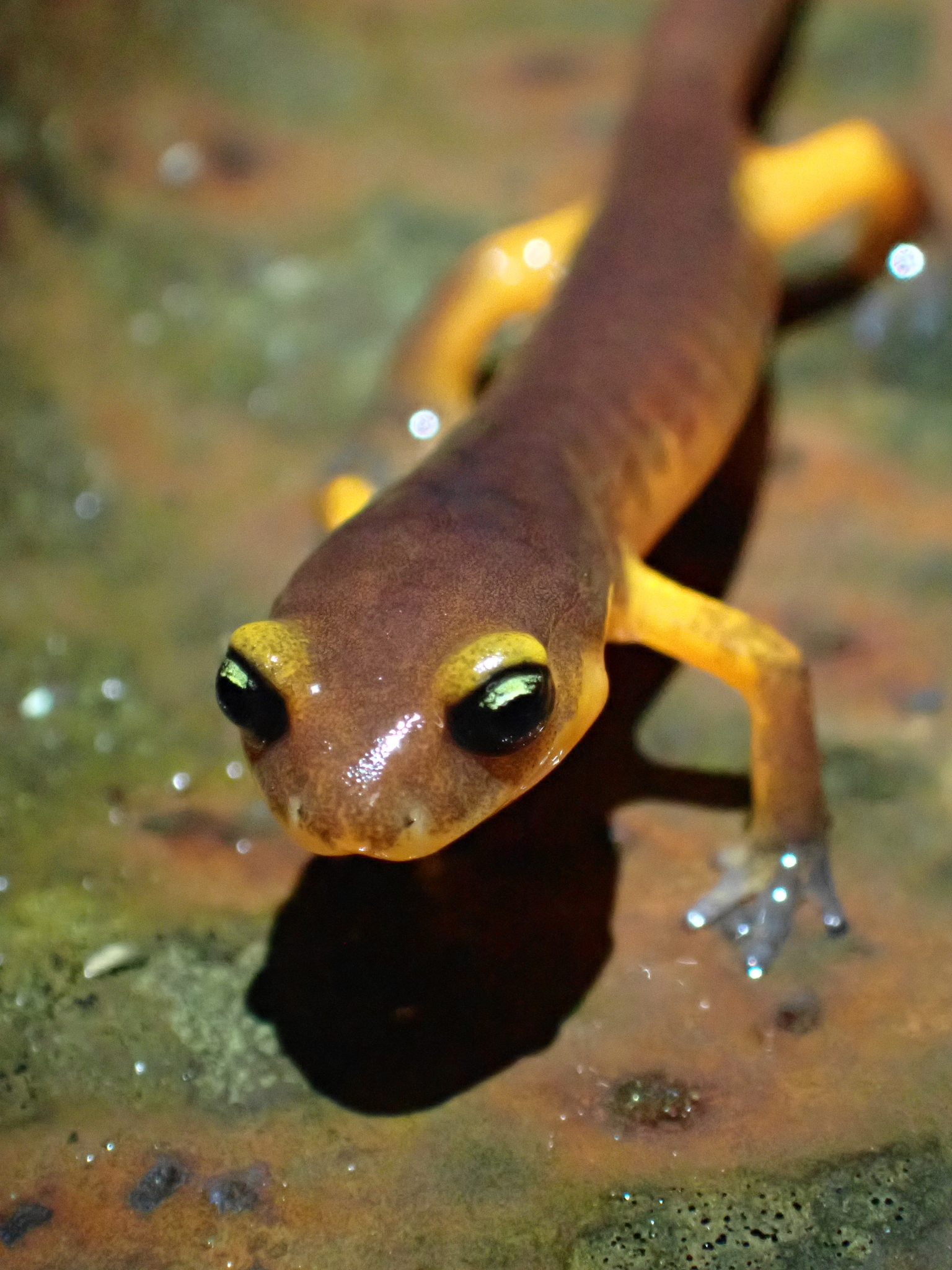 Ensatina eschscholtzii Gray, 1850