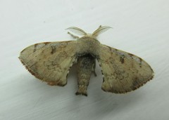 Lepidoptera