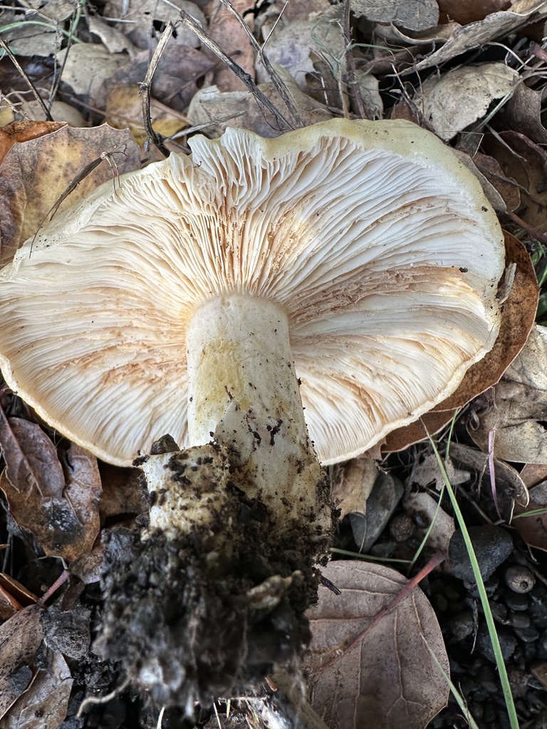 Lactarius alnicola · January 2026 · photo: © irinamitine (iNaturalist, cc-by)