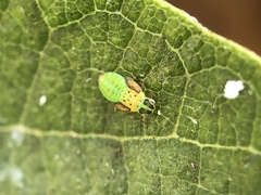 Eucalyptolyma maideni