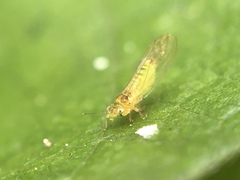 Eucalyptolyma maideni