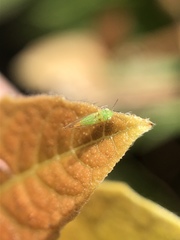 Eucalyptolyma maideni