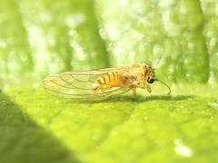 Eucalyptolyma maideni