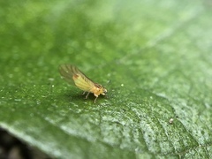 Eucalyptolyma maideni