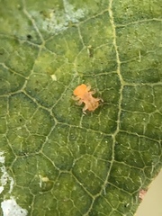 Eucalyptolyma maideni