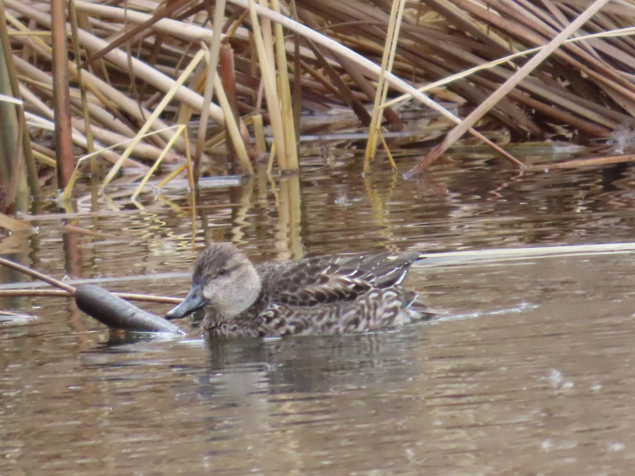 Green-winged Teal (Anas crecca), photo 10