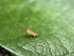 Eucalyptolyma maideni