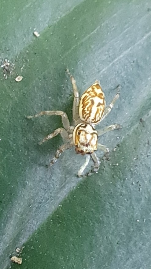 Phintelloides versicolor (C.L.Koch, 1846)