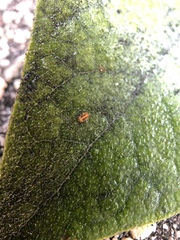 Eucalyptolyma maideni