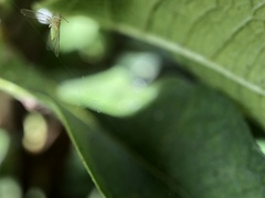 Eucalyptolyma maideni
