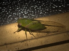 Chlorocysta vitripennis