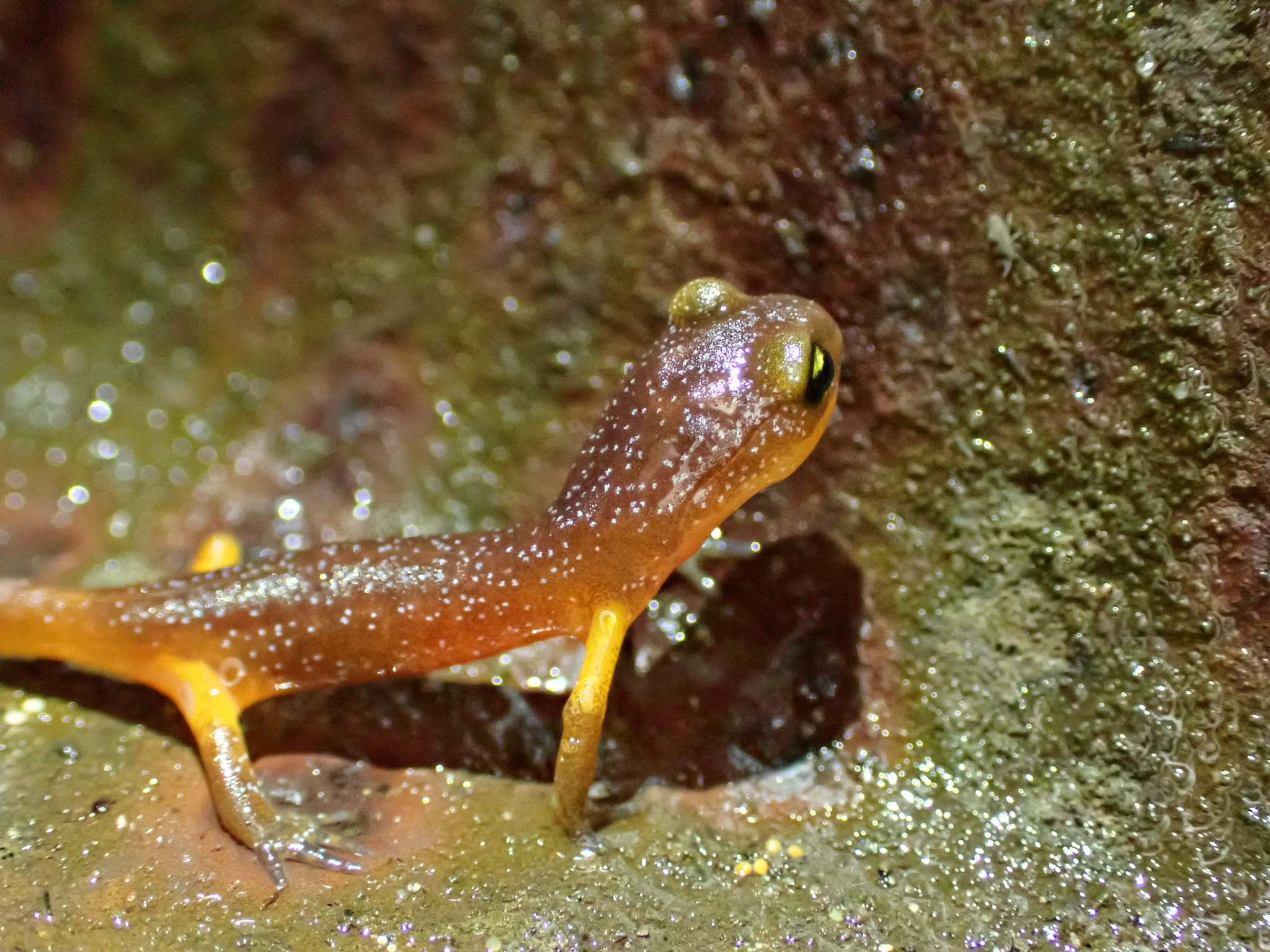 Ensatina eschscholtzii Gray, 1850