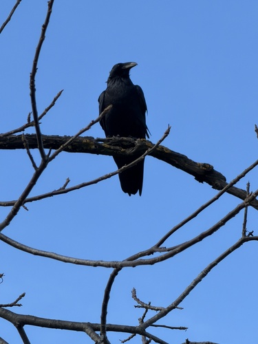 Northern Raven (Corvus corax), photo 3
