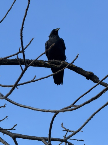 Northern Raven (Corvus corax), photo 4