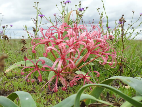 Ammocharis tinneana