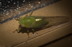 Chlorocysta vitripennis