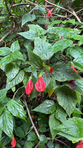 Malvaviscus penduliflorus observed 2026-01-01