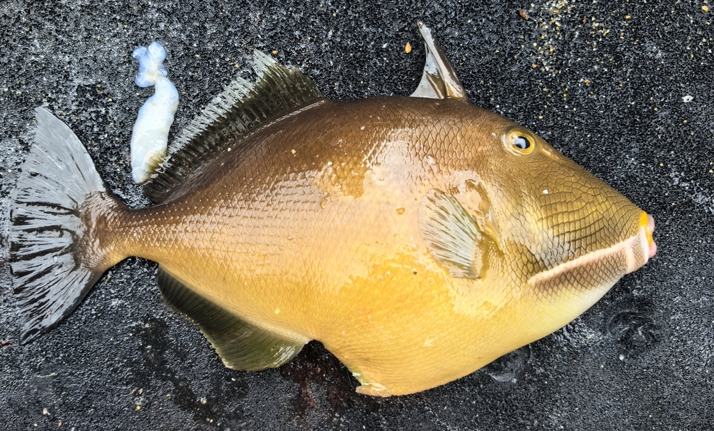 Bridle triggerfish (Sufflamen fraenatum) — Balistidae