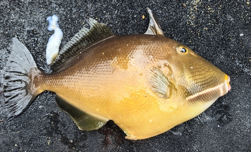 Bridle triggerfish (Sufflamen fraenatum) — Balistidae
