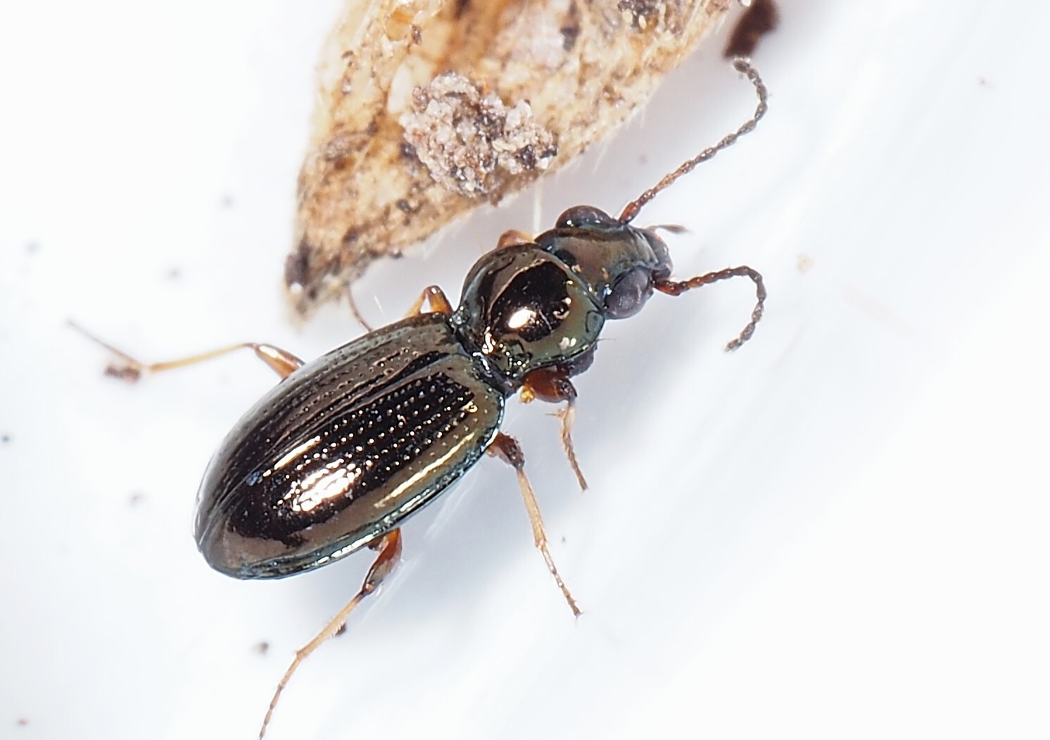Bembidion lampros