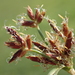 Purple Nutsedge - Photo (c) 葉子, some rights reserved (CC BY-NC), uploaded by 葉子