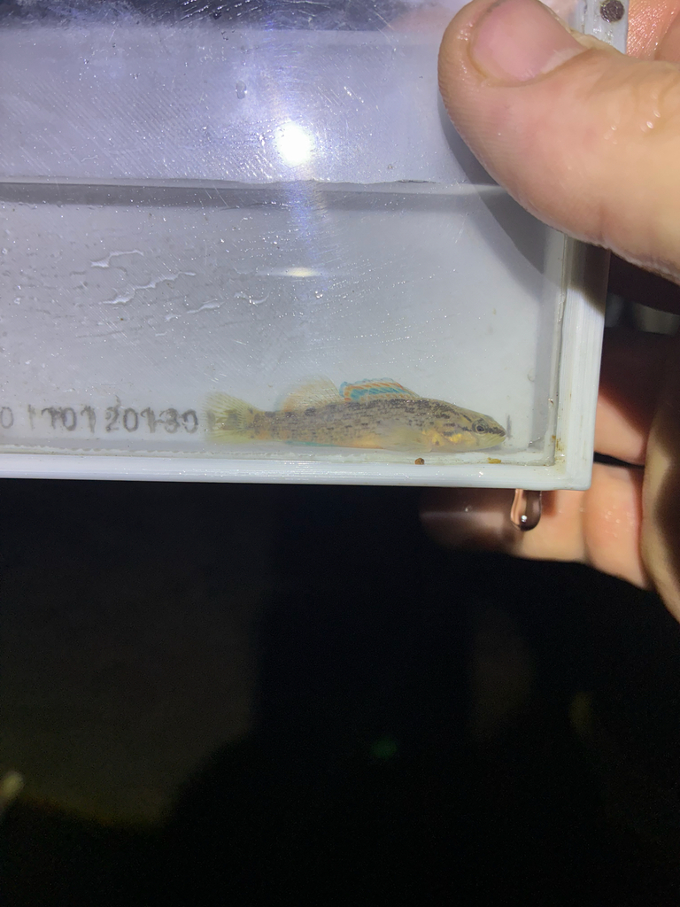 Gulf darter (Etheostoma swaini) — Percidae
