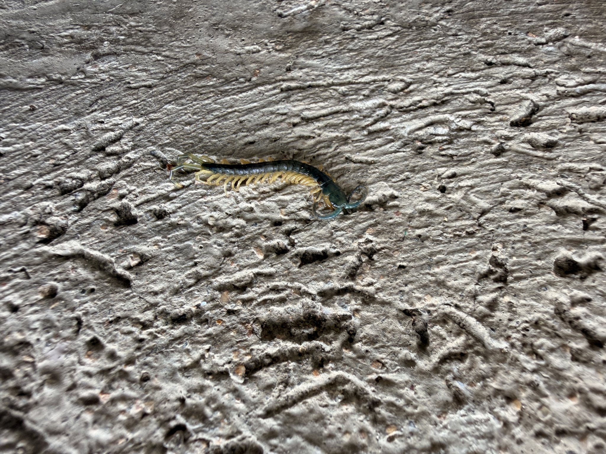Ethmostigmus trigonopodus Leach, 1817
