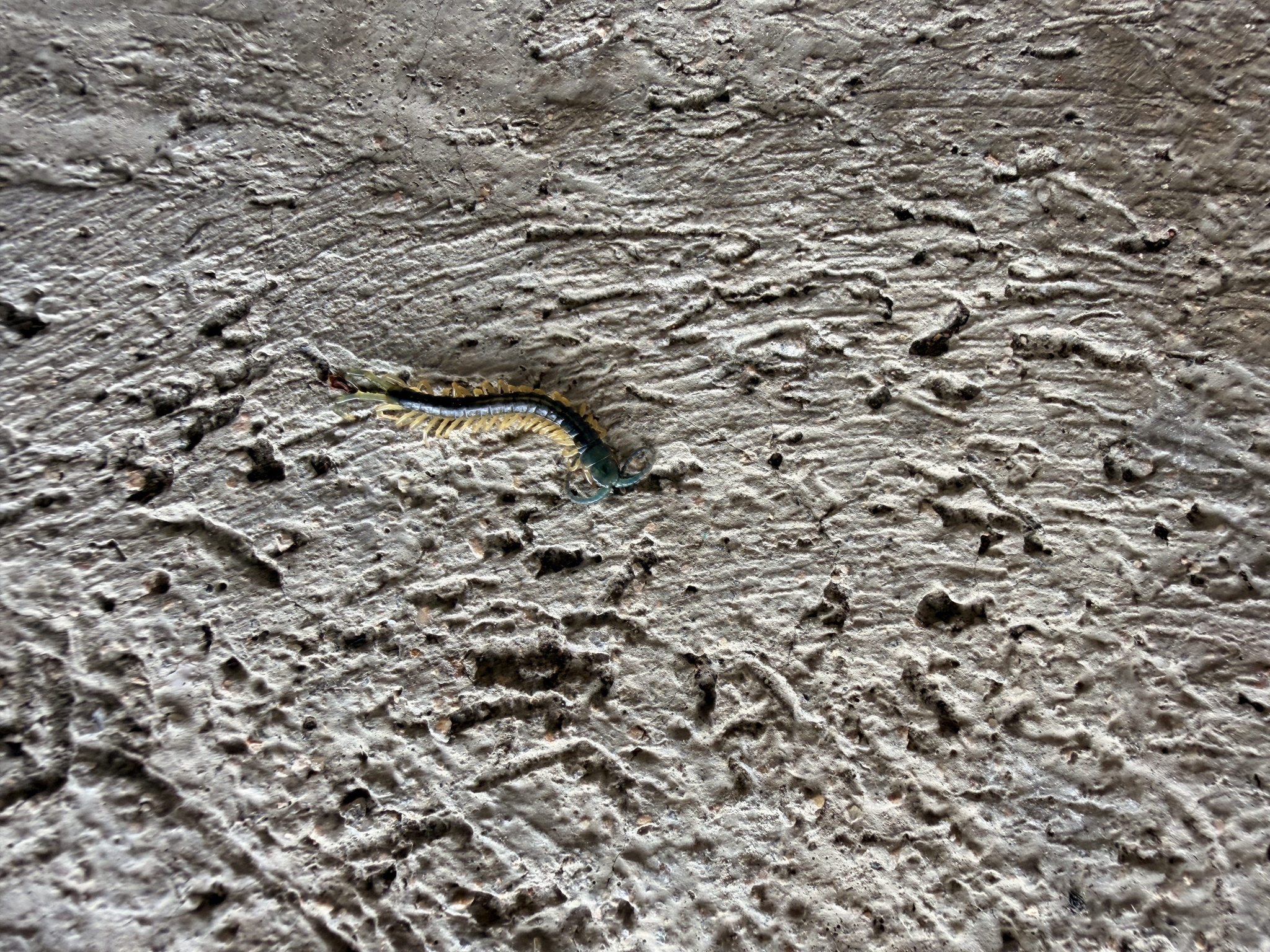 Ethmostigmus trigonopodus Leach, 1817