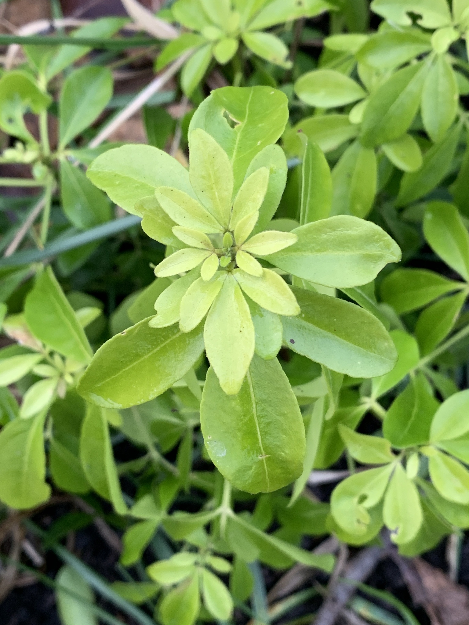 Spurge laurel