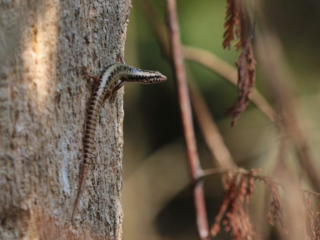 Perak Forest Skink