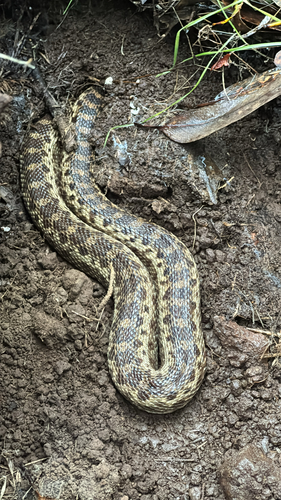 Gopher Snake