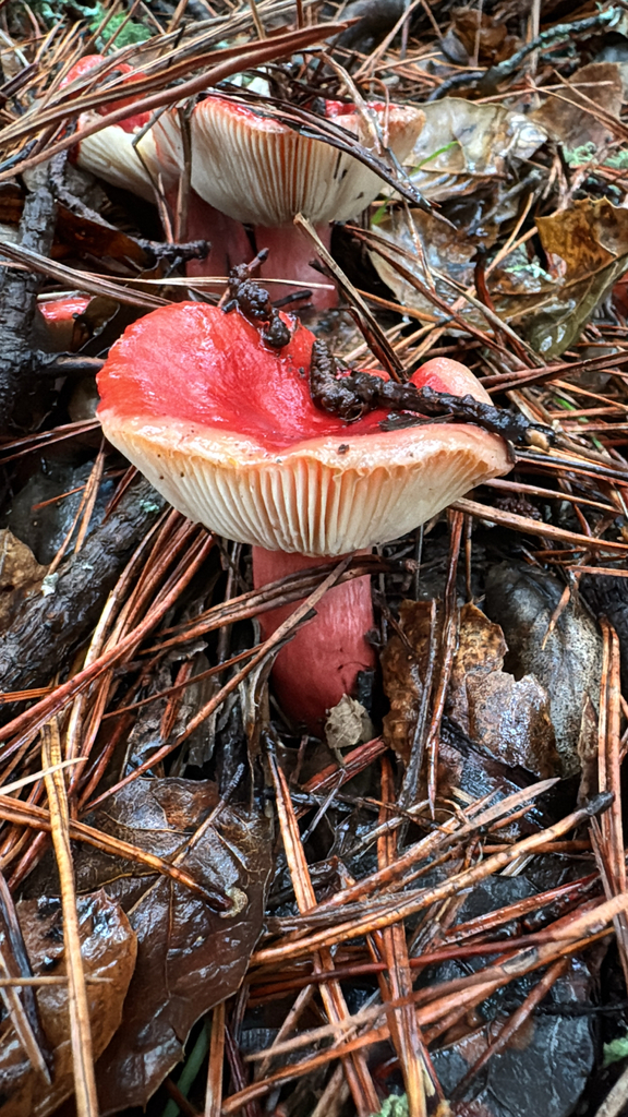 Russula rhodocephala · January 2026 · photo: © harrii (iNaturalist, cc-by)
