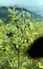 Sweetberry Honeysuckle (Lonicera caerulea)