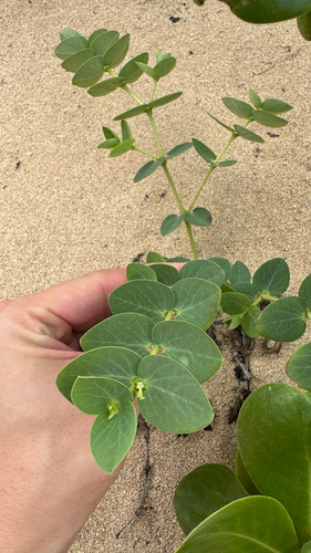 Euphorbia degeneri observed 2026-01-01