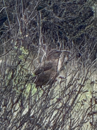 California Thrasher (Toxostoma redivivum)