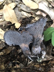 Hydnellum fuscoindicum