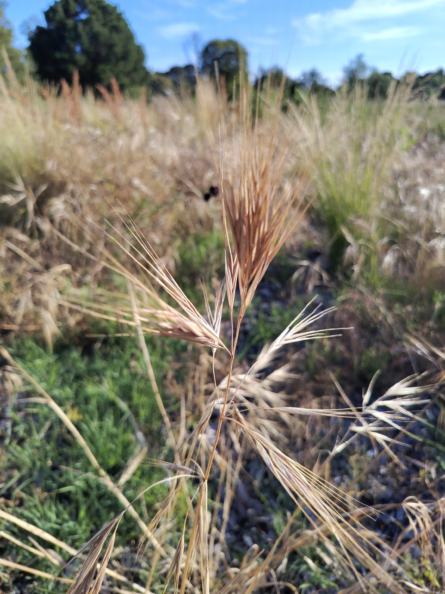 Great brome