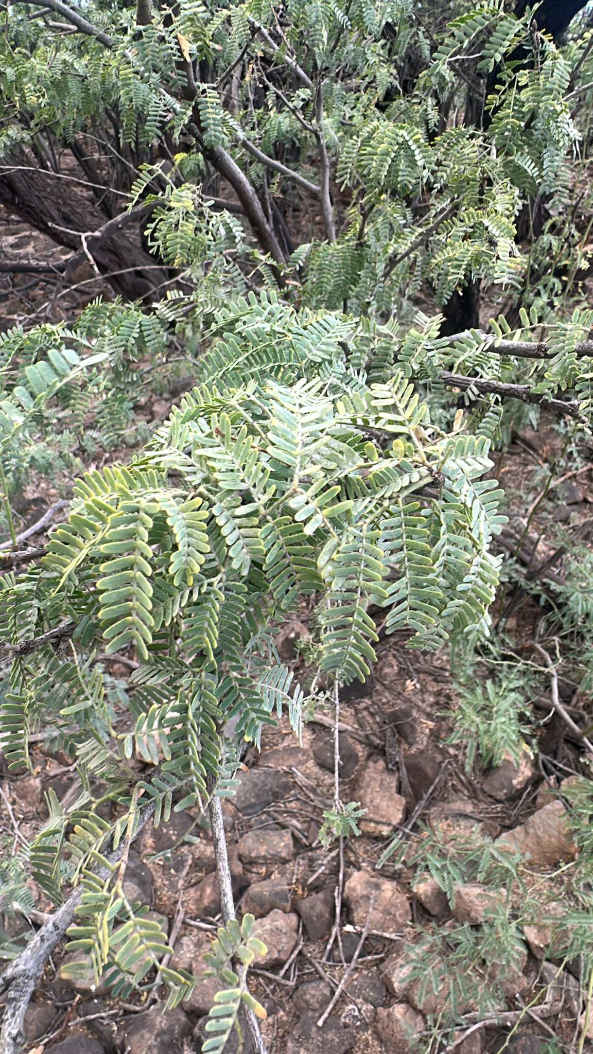Peruvian mesquite