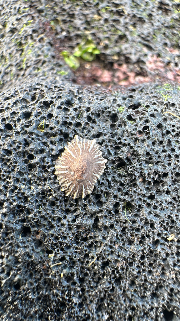 Siphonaria undans