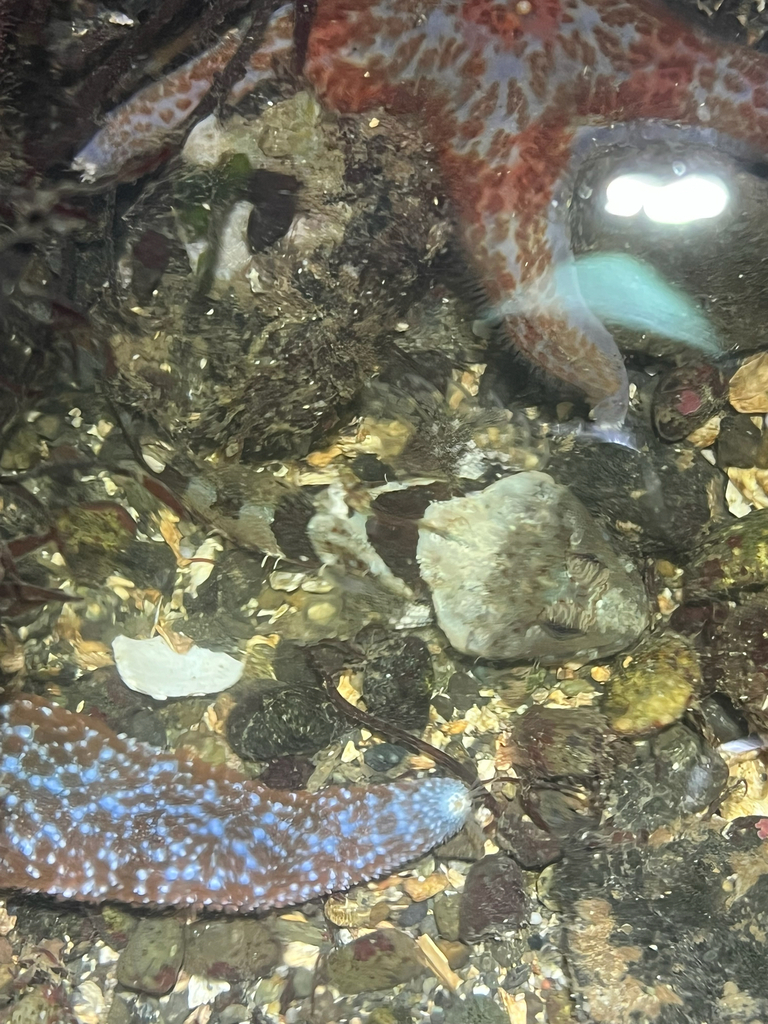 Round-nosed sculpin (Artedius lateralis) — Cottidae
