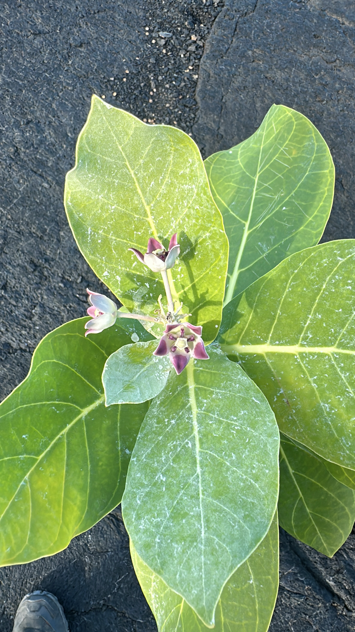 Calotropis procera