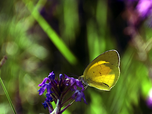 Broad-bordered Grass Yellow photo 2