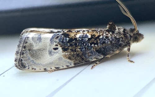 Green Budworm Moth photo 2