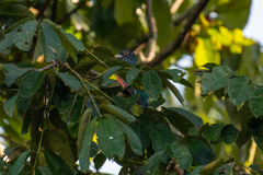 Trogon curucui