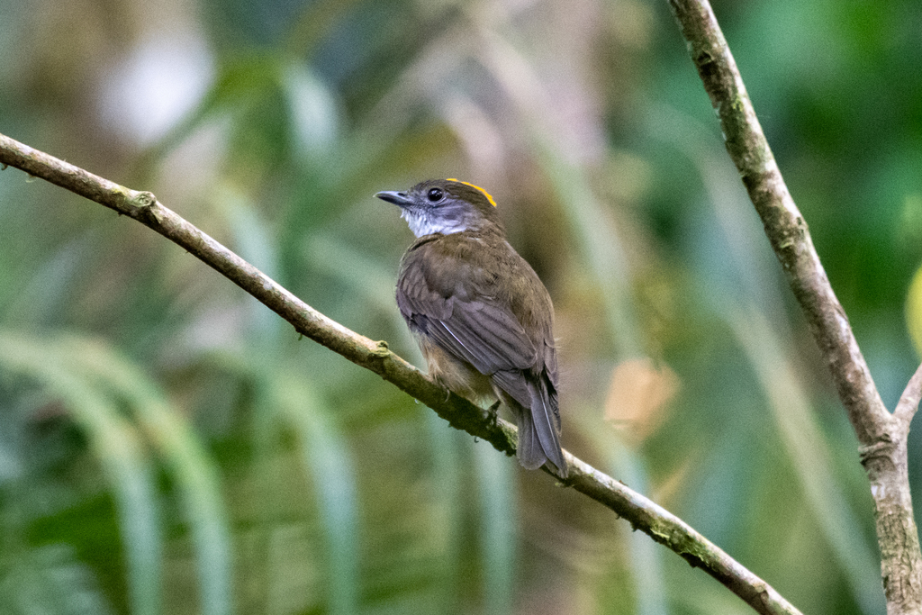 Orange-Crested Manakin