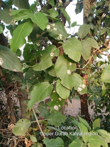 Opposite Leaf Fig