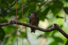 Heterocercus aurantiivertex